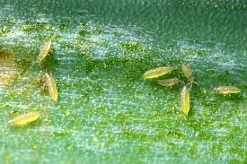 Control of Spider, Mite & Thrips 