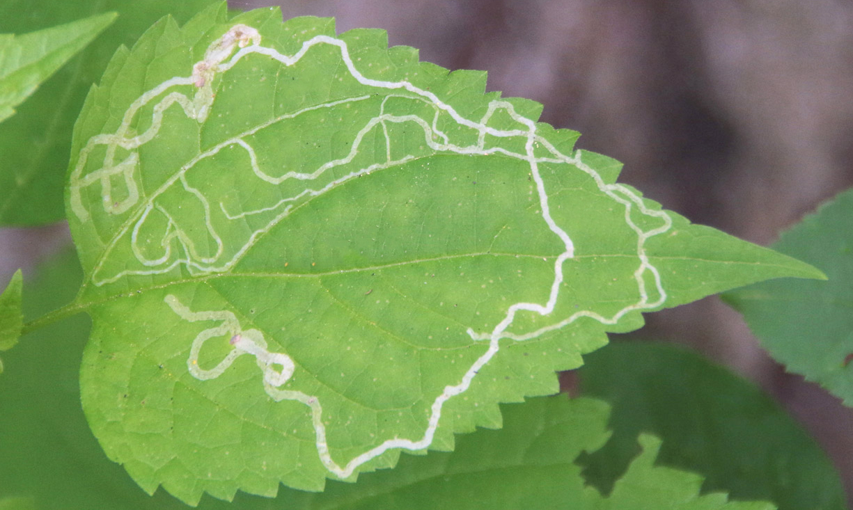 Control of Leaf Miner 